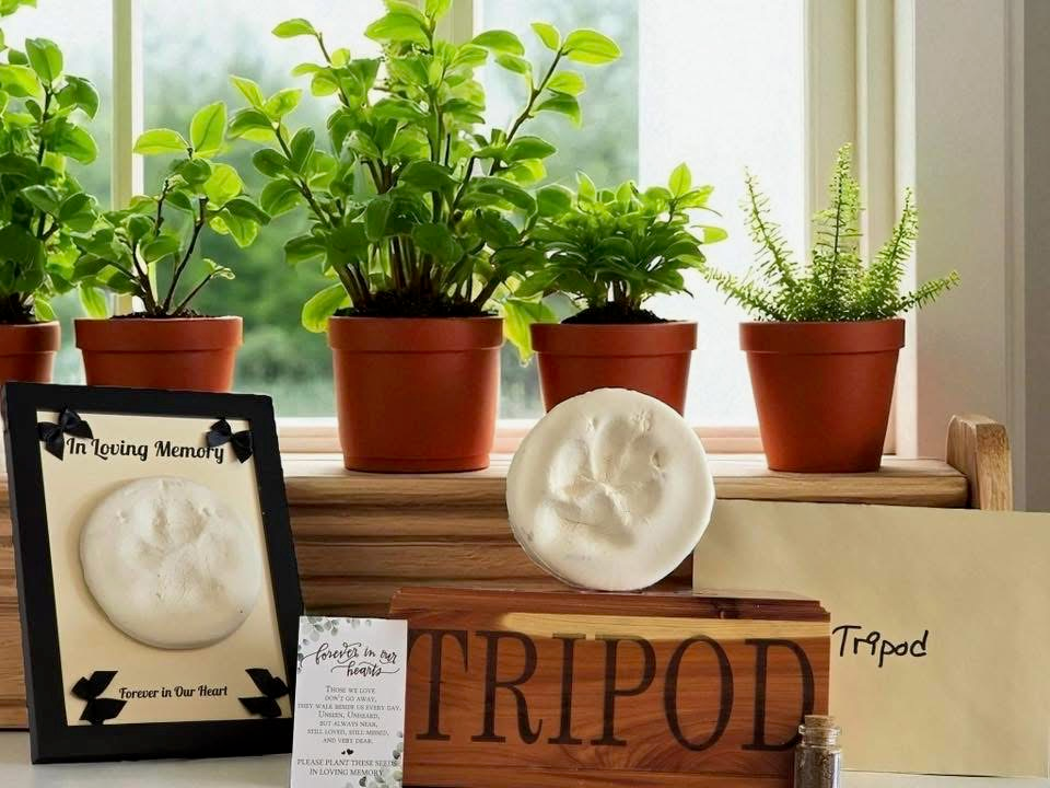 pet cremation rendondo beach